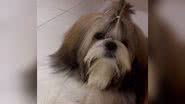 Reprodução/Instagram @orfeu.shihtzu