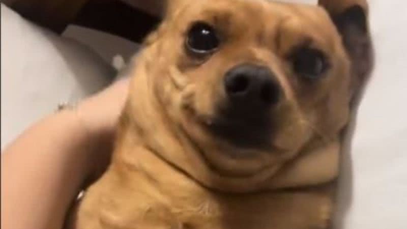 Reprodução/TikTok @nelson.odoguinho