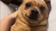 Reprodução/TikTok @nelson.odoguinho