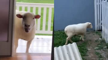 Reprodução/TikTok @ca_smoreira