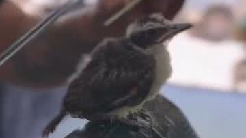 Reprodução/RedesSociais