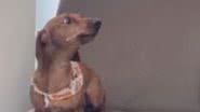 Reprodução/RedesSociais