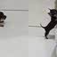 Deu certo? Pinscher dá show de esforço para subir em cama e tutora filma momento\u003B assista