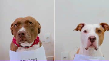 Reprodução / Redes Sociais