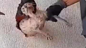 Reprodução/RedesSociais