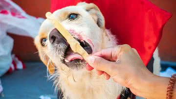 Reprodução/Instagram @petlesorvetespet