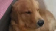 Reprodução/RedesSociais