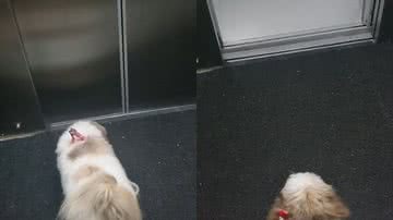 Reprodução/Instagram @lola_dog_shitzu