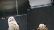 Reprodução/Instagram @lola_dog_shitzu