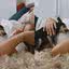 Mulher filma último momento com cadela e se emociona: \u0022não é fácil dizer adeus\u0022\u003B veja vídeo