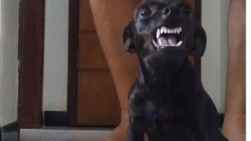 Reprodução/RedesSociais