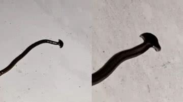 Cabeça-de-martelo tem tamanho que pode variar entre 2,5 e 40 centímetros - Reprodução | Instagram