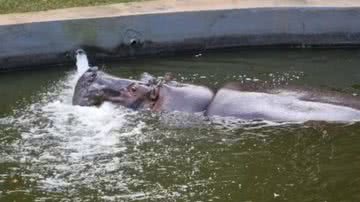 Reprodução/Redes sociais/Inema