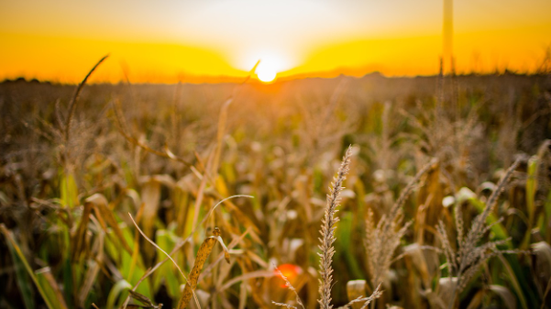 Divulgação / Pixabay