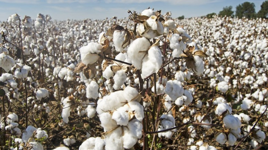 Divulgação / Pixabay