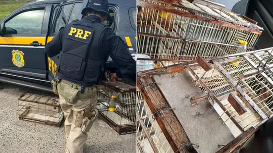 Divulgação / PRF