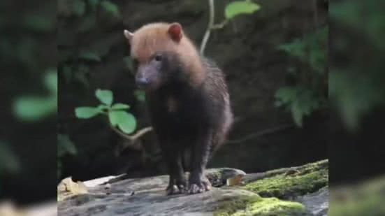 Reprodução l TV Anhanguera