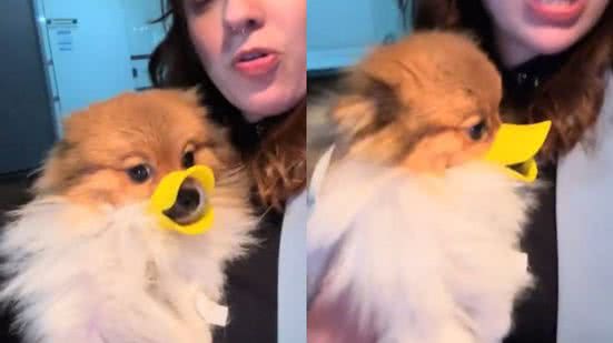 Reprodução//TikTok @pipoca.lulupomerania