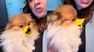 Reprodução//TikTok @pipoca.lulupomerania
