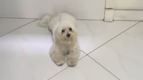 Reprodução// TikTok @theo.sweet.dog
