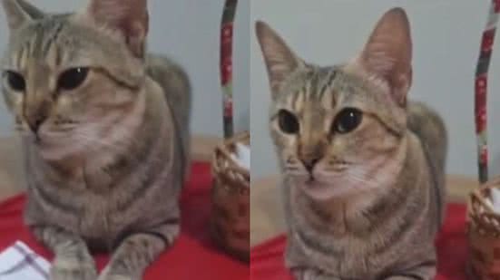 Reprodução// TikTok @evenyybs