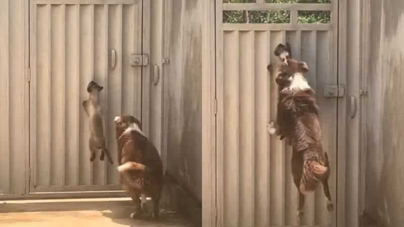 Reprodução// TikTok @_leonesa