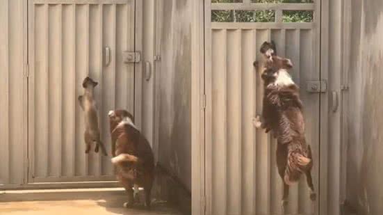 Reprodução// TikTok @_leonesa