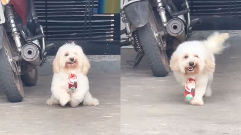 Reprodução// TikTok @mikaelepaiva2