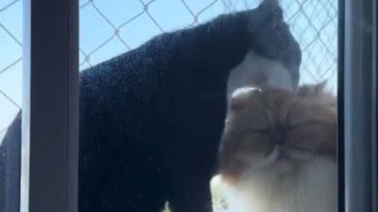 Reprodução// TikTok @letimassarotto