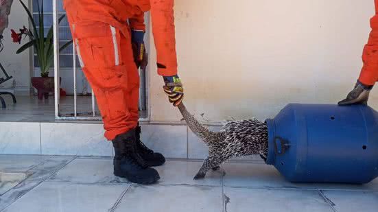 Reprodução//Corpo de Bombeiros