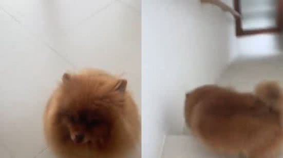 Reprodução// TikTok @marcossatoap