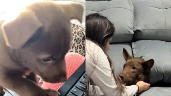 Reprodução / TikTok @catiorobrian