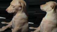 Reprodução//TikTok @mirtisvaz