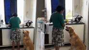 Reprodução//TikTok @brebote.golden