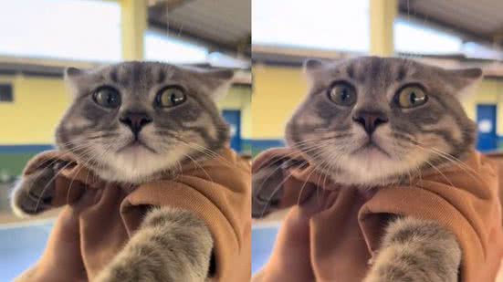 Reprodução// TikTok @cat_fantasma