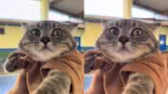 Reprodução// TikTok @cat_fantasma