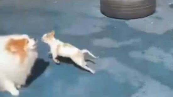 Reprodução// TikTok @cleiton_chihuahua