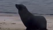 Reprodução//Vídeo