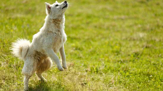 Reprodução / Imagem de anvel por Pixabay