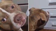 Reprodução / Redes sociais