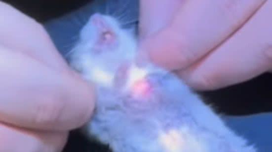 Reprodução / Redes sociais