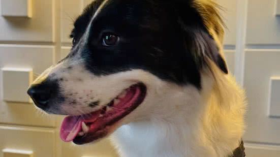 Reprodução / Redes sociais @grandmercurerecife