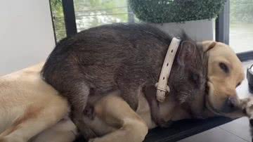 Reprodução/The Dodo