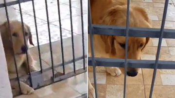 Reprodução/TikTok @larifermo