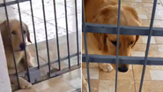 Reprodução/TikTok @larifermo