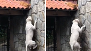 Reprodução/TikTok