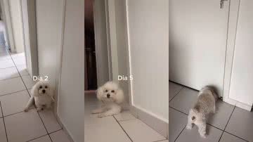 Imagem Tutor se isola ao testar positivo para Covid-19 e cachorro passa dias na porta do quarto; assista