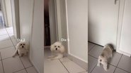 Imagem Tutor se isola ao testar positivo para Covid-19 e cachorro passa dias na porta do quarto; assista