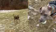 Reprodução/TikTok @apa4dogs