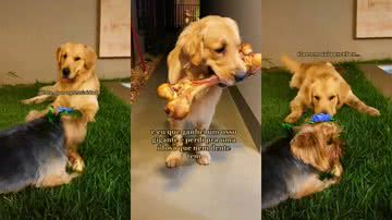 Reprodução/TikTok @thegoldenalfredo